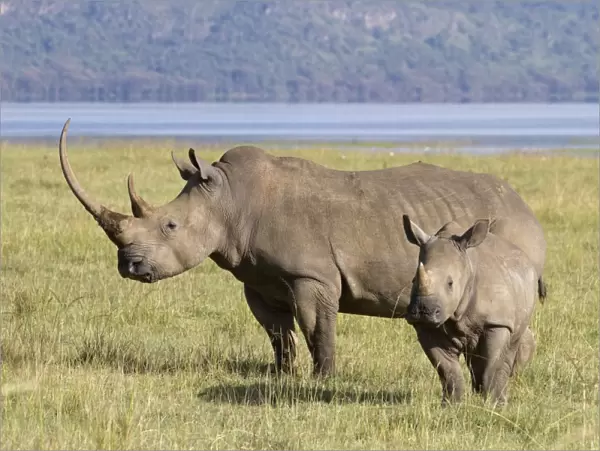 White Rhinoceros (Ceratotherium simum) adult female with calf, standing in savannah, Lake Nakuru N. P