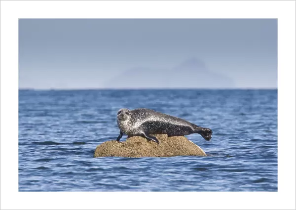 Common Seal (Phoca vitulina) adult, basking on rock, Firth of Clyde, Ballantrae, Ayrshire, Scotland, October