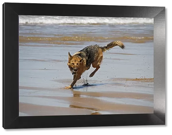 German Shepherd dog running on beach with ball