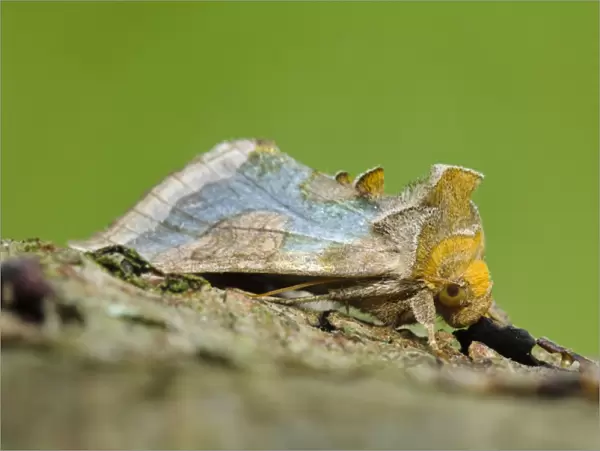 Burnished Brass (Diachrysia chrysitis) adult, resting on birch branch, Thursley Common National Nature Reserve, Surrey