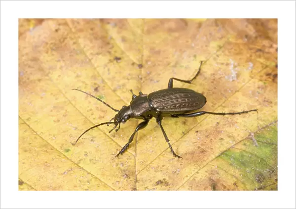 Granulated Ground Beetle (Carabus granulatus) adult, standing on fallen leaf, England, november