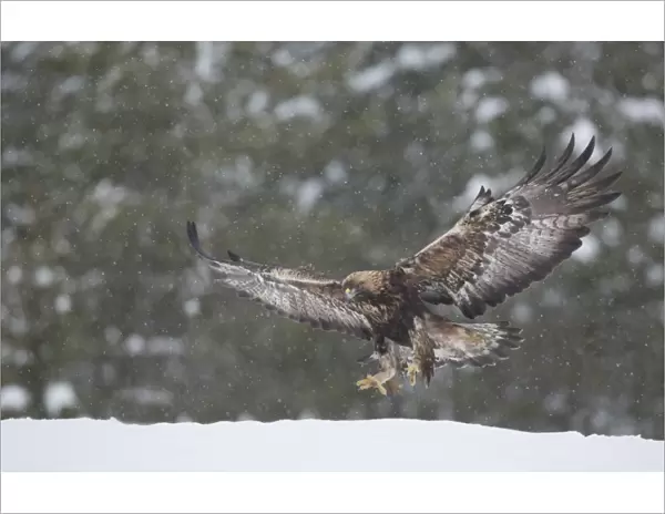 Golden Eagle (Aquila chrysaetos) adult, in flight, landing on snow during snowfall, Finland, February