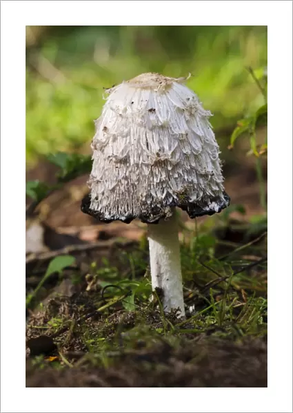 Shaggy Ink Cap (Coprinus comatus) fruiting body, with cap edge beginning to deliquesce, Lound, Nottinghamshire
