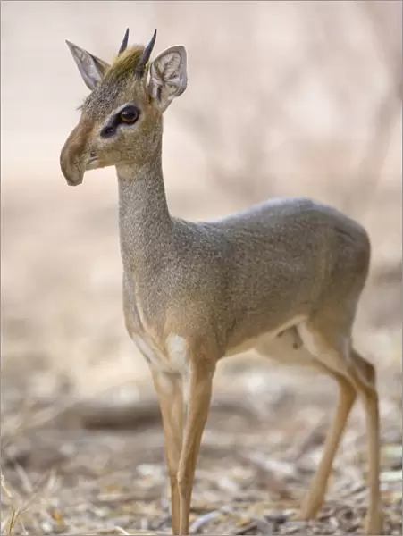 Guenthers Dik-dik (Madoqua guentheri) adult male, with elongated snout, standing in dry savannah