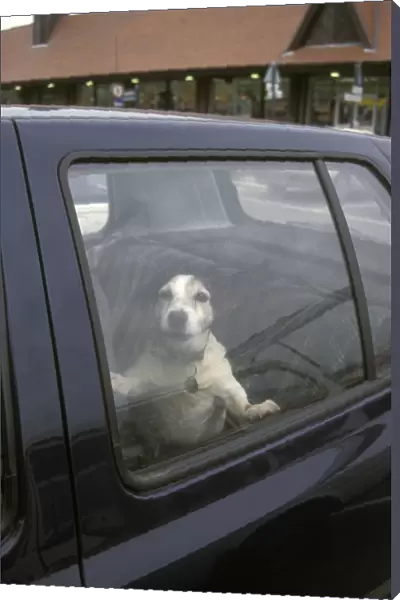 Domestic Dog, Jack Russell Terrier, adult, barking inside car parked in supermarket carpark, England