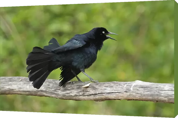 Greater Antillean Grackle (Quiscalus niger gundlachii) adult male, displaying on wooden railing, Zapata Peninsula