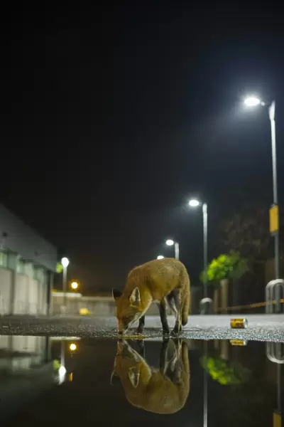 European Red Fox (Vulpes vulpes) adult, smelling ground, standing beside puddle with reflection in urban carpark at