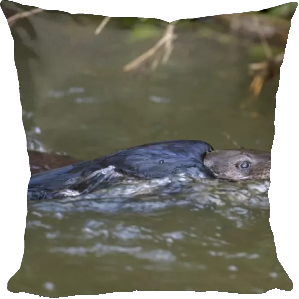 European Otter (Lutra lutra) adult, carrying dead corvid in mouth, swimming to holt, River Little Ouse, Thetford