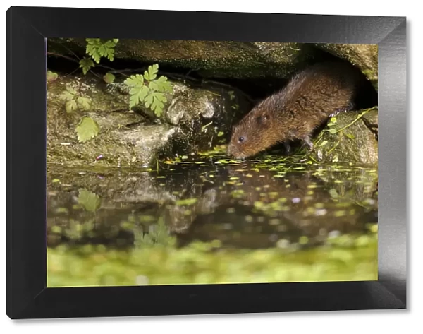 Water Vole (Arvicola terrestris) adult, emerging from burrow entrance amongst rocks on canal bank, Cromford Canal