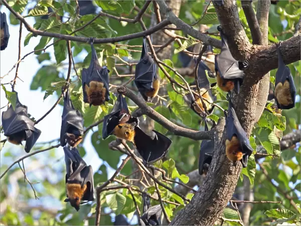 Lyles Flying Fox (Pteropus lylei) adults, group hanging at daytime roost, Siem Reap, Cambodia, January