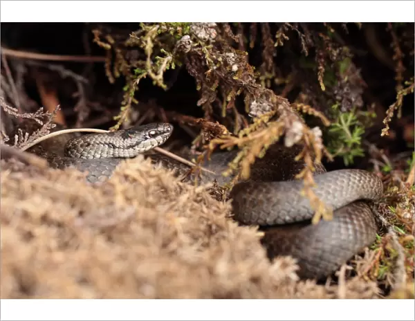 Smooth Snake (Coronella austriaca) adult, coiled amongst vegetation, Wareham Forest, Dorset, England, July