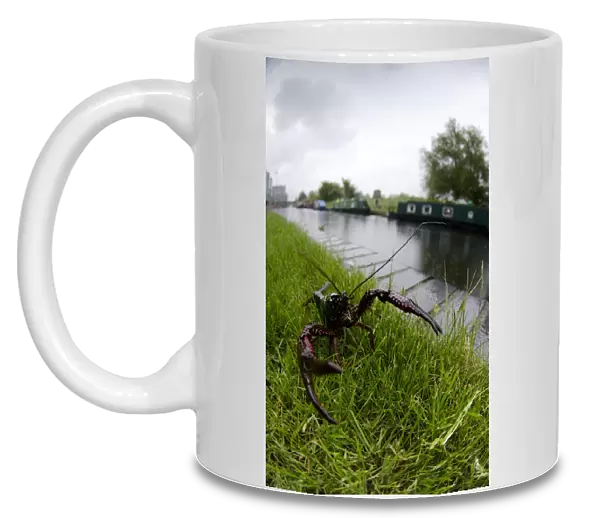 Louisiana Crayfish (Procambarus clarkii) introduced invasive species, adult, on canal bank, Regents Canal, London