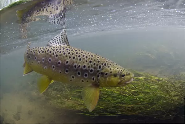 Brown Trout (Salmo trutta fario) adult, swimming beside waterweed in river, River Witham, Lincolnshire, England, July