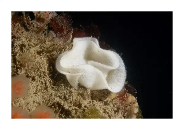 Sea-lemon (Archidoris pseudoargus) eggs, Swanage, Isle of Purbeck, Dorset, England, June