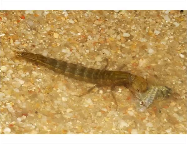 Great Diving Beetle (Dytiscus marginalis) larva, feeding on fairy shrimp in shallow water, Spain, May