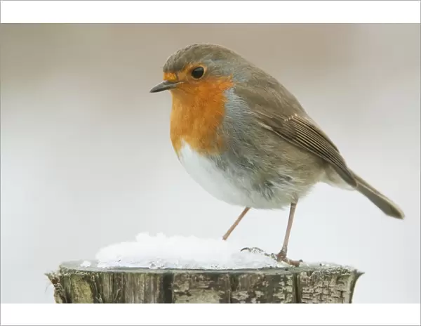 European Robin (Erithacus rubecula) adult, with feathers fluffed up, perched on fencepost in snow, West Sussex