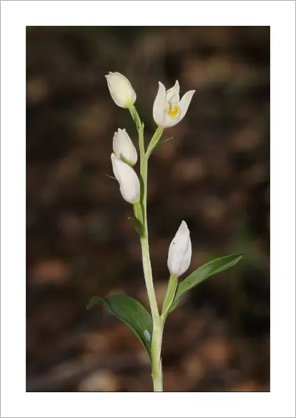 White Helleborine (Cephalanthera damasonium) close-up of flowerspike, Oxfordshire, England, May