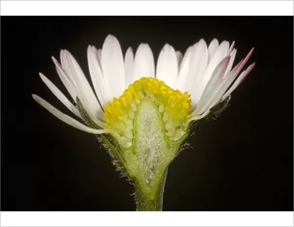 Cut section of a daisy, Bellis perennis, showing ray and disc florets of a Compositae flower
