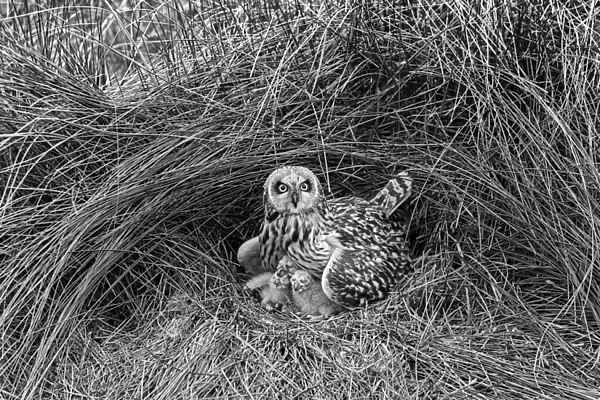 Short eared Owl, Hickling 1943