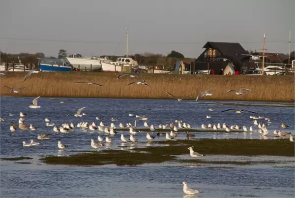Mixed flock of winter Gulls at Walberswick Suffolk. Black Headed, Herring, Common Gulls Plus 2 Mallard Ducks