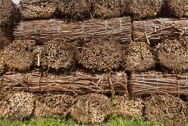 Biomass crop, stack of willow bundles after being harvested for bio-fuel, Cumbria, England, August