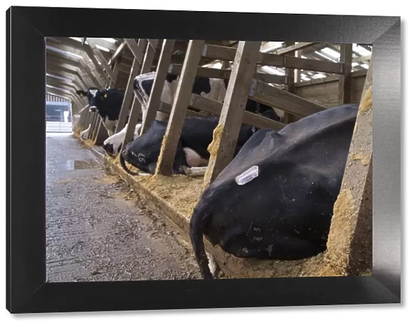 Dairy farming, Holstein dairy cows, with heat detector on back of one, resting in wooden cubicle house
