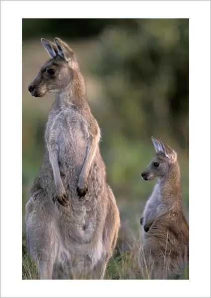 Australia, Wilsons Promontory National Park, Victoria Eastern grey kangaroo (Macropus
