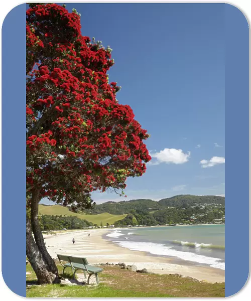Pohutukawa Tree and Buffalo Beach, Whitianga, Coromandel Peninsula, North Island