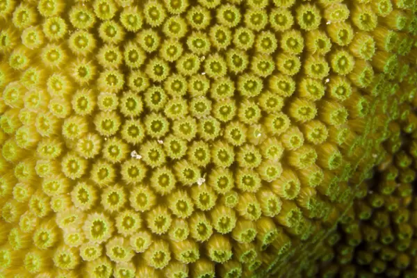 Great Star Coral (Montastraea cavernosa) BONAIRE, Netherlands Antilles, Caribbean