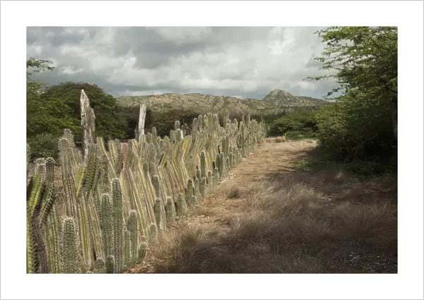 Datu Candle Cactus Fence (Ritterocereus griseus) BONAIRE, Netherlands Antilles