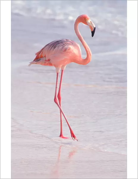 Caribbean, Aruba, Sonesta Island, Flamingo