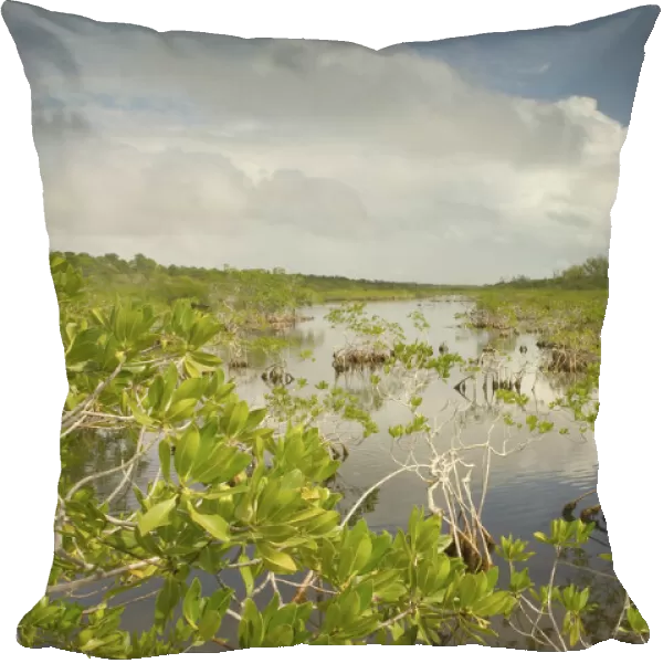 BAHAMAS-Grand Bahama Island-Eastern Side: Lucayan National Park- Mangrove Area