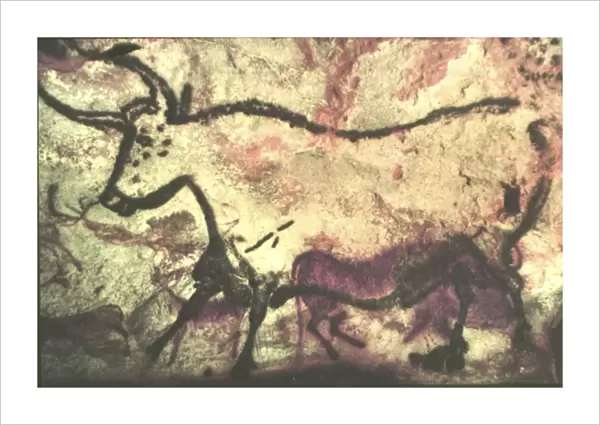 White Bull, Prehistoric Cave Painting, Lascaux. l France
