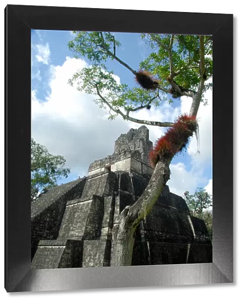 Central America, Guatemala, Petan jungle, Tikal National Park. Main Plaza, temple number 1