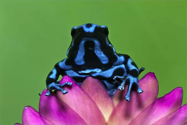 Blue and Black Dart Frog, Panama Blue, Dendrobates auratus