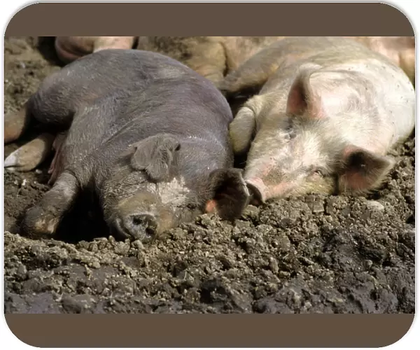 Pigs laying in the mud