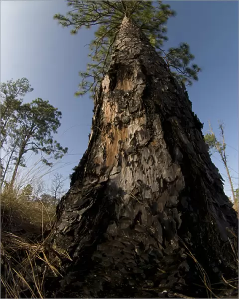 Fire scars on longleaf pine, longleaf pine and wiregrass ecosystem, Apalachicola Bluffs
