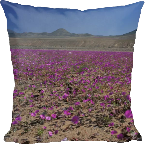 South America, Chile, Atacama Desert Copiaco Atacama Desert in bloom