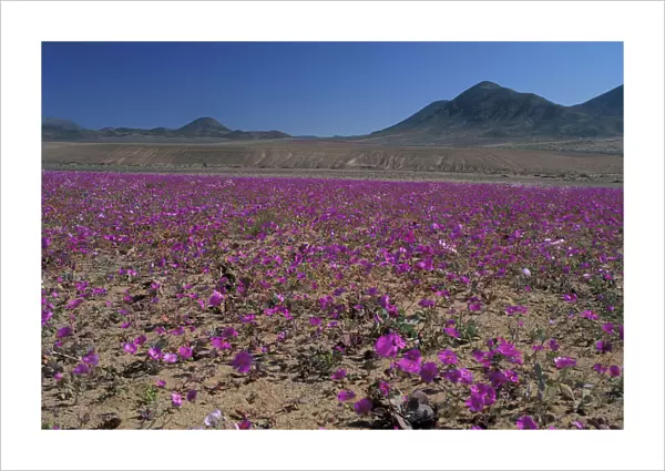 South America, Chile, Atacama Desert Copiaco Atacama Desert in bloom