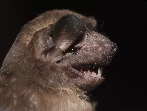 Mastiff Bat (Molossus molossus) CAPTIVE Karanambu Lodge Rupununi