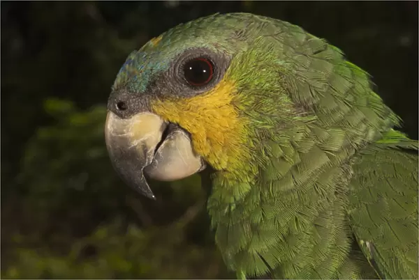Orange-winged Parrot (Amazona amazonica) Rain Forest Iwokrama Reserve