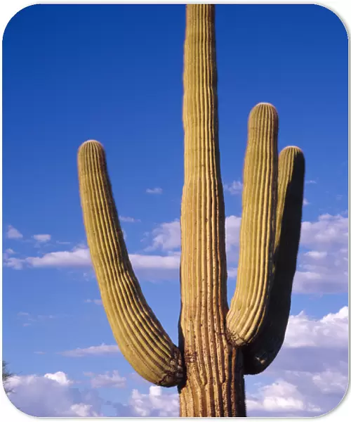 Giant Saguaro cactus against an evening sky in Organ Pipe Cactus Nat l Park, AZ