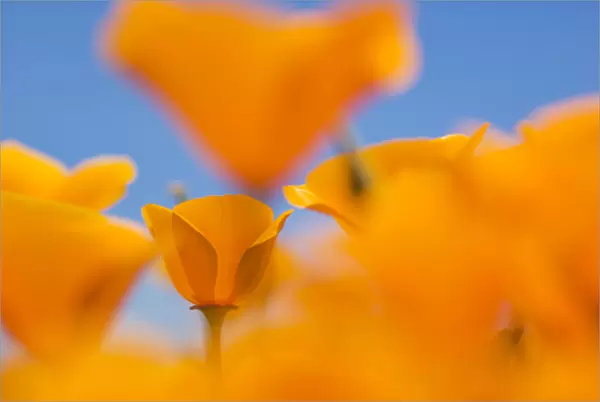 California poppies, Eschscholzia californica californica, San Simeon State Park