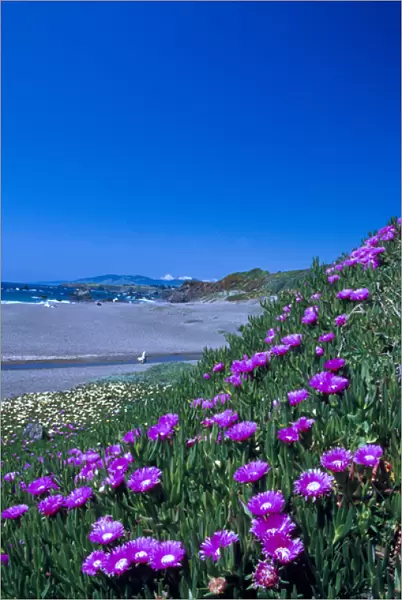 NA, USA, CA, Ice Plant on California coastline Spring
