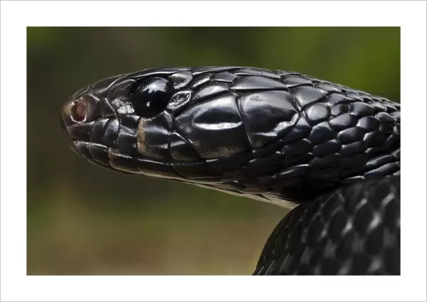Eastern Indigo Snake (Drymarchon couperi) Juvenile CAPTIVE The Orianne Indigo
