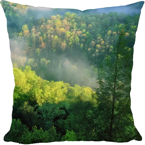 KENTUCKY. USA. Fog at sunrise, Red River Gorge. Daniel Boone National Forest