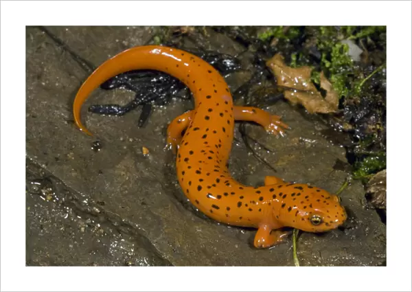 Northern Red Salamander, Pseudotrition ruber, along stream in Central Pennsylvania, USA