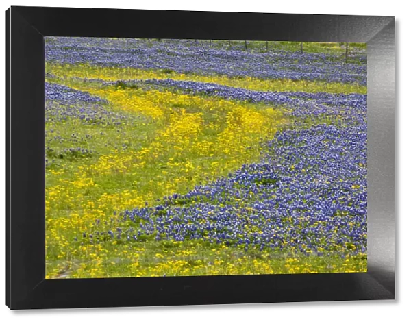 Texas, USA, North America. A field of Texas bluebonnets (Lupinus texensis)