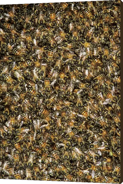 Honey Bee, Apis mellifera, bees on wild honey cone, Welder Wildlife Refuge, Sinton