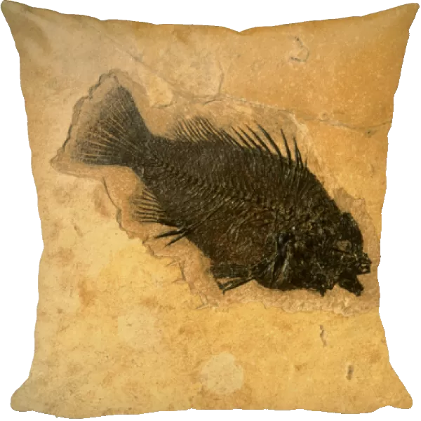 WYOMING, USA. Fossil fish (perch) (Pricacara serrata). 55-50 million-year-old Green River Formation